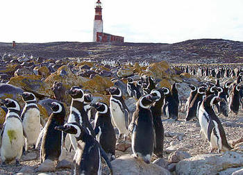 Reserva Provincial Isla Pingüino